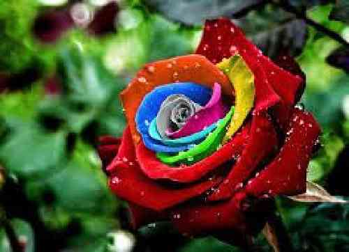 دانلود آهنگ وین انتِ اشتقت لک وین انتِ محتاج لک نازیه کرامت‌الله